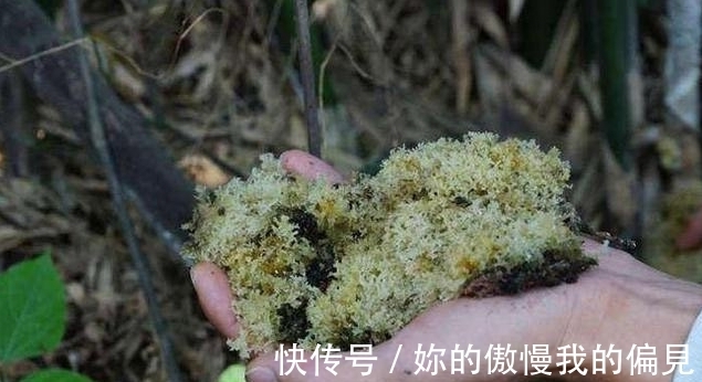 竹竿上生长的山珍,外形似银耳,人称“植物燕窝”,产量非常低