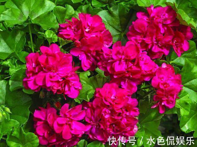 种花|找个“晾衣杆”养这6种花，顺着杆子长，不占地花朵似灯笼垂下来