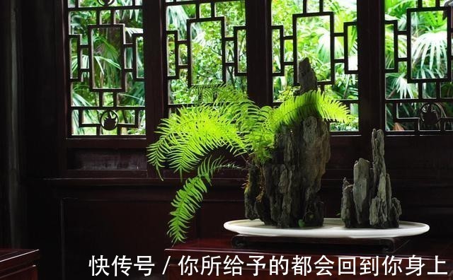 家庭|家庭盆景正确的摆放姿势,从4个方面来考虑,解决盆景放置的窘境