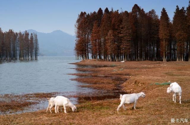 湿地|四明湖水杉湿地自驾游