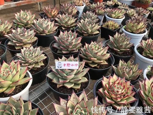 冬季养多肉，了解怎样“懒”怎样“勤”，冬季多肉才会美美哒