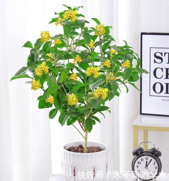 扦插|8种花不用买，去朋友家掐个叶片插土里，7天就生根，太容易成活了