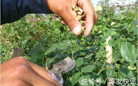 秋季养月季，“3多3少”很重要，占尽秋天芳华，冬天前开出最美花