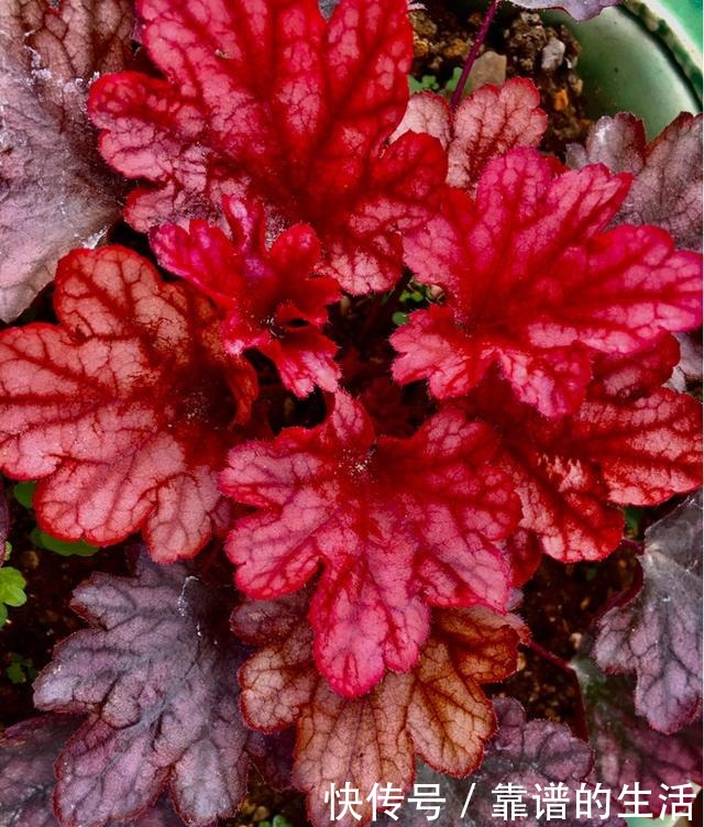 “10种”耐阴花,北阳台也能开花,现在养正是好时候!