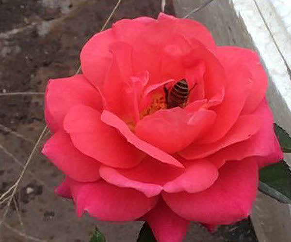 3种花人见人爱，种植容易，一年三季开花，观赏价值高，值得拥有