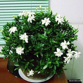 修剪|栀子花盆里埋上一勺它,浇水再加一勺醋,30天冒出500个花苞