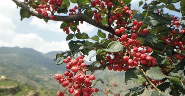 改善便秘|爱美女性爱吃3种食物,美容养颜,排毒嫩肤,改善便秘