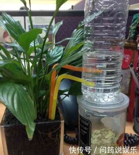 这些矿泉水瓶不要扔,它还能变身自动浇花器,一年省下不少钱!