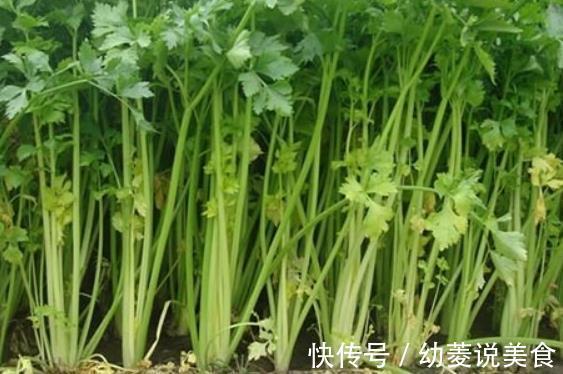 矿物质元素|醒来不要买芹菜,更别说吃了,现在知道还为时不晚!