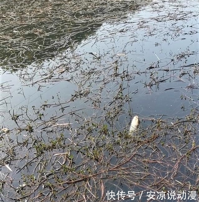 钓鱼就一定要“钓草”?“钓草”怎样选择其钓点位置?