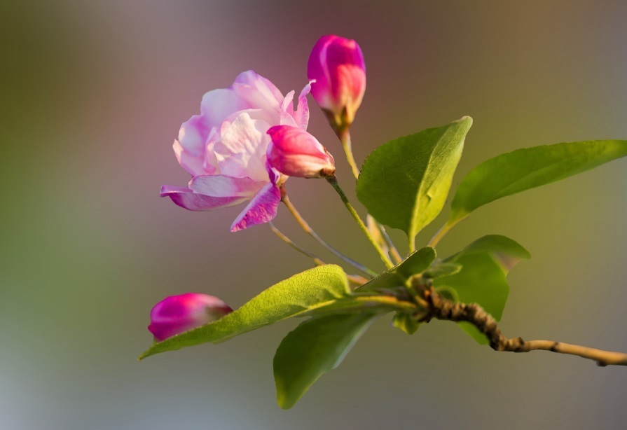 养海棠在家里花不吉利吗，都有哪些花在家里不能养