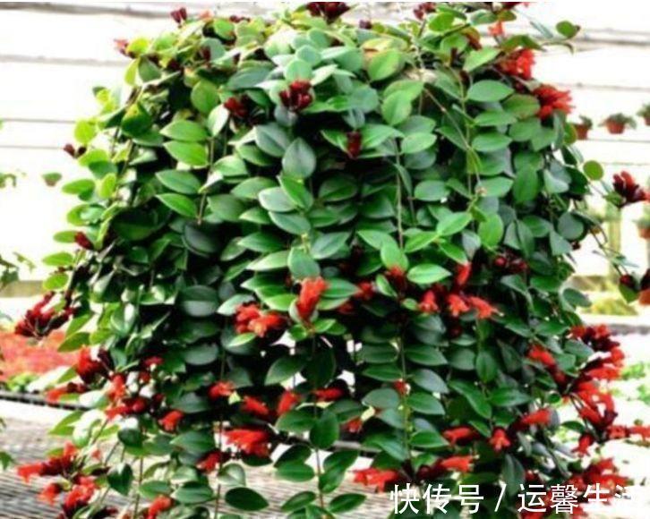 凤仙花|最适合养在阳台的5种花，婀娜多姿，香飘怡人