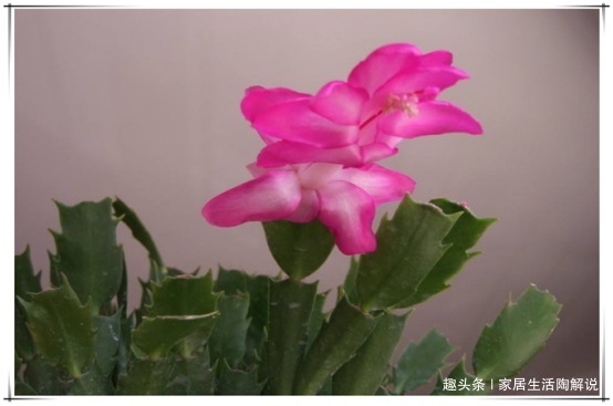 蟹爪兰“花困难户”花匠教你正确养护方法，蟹爪兰花开“爆盆”