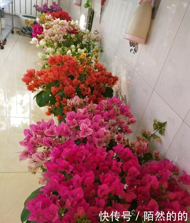 阳台养上6种花,再不担心没花赏,开花一茬接一茬,花朵鲜艳!