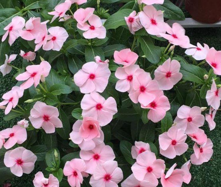 适合冬天养护的4种花,花好看名字也好听,颜值超高的