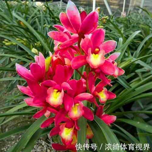 养花|家庭养花选它,美过荷花,香过茉莉,一年四季有花赏,值得拥有