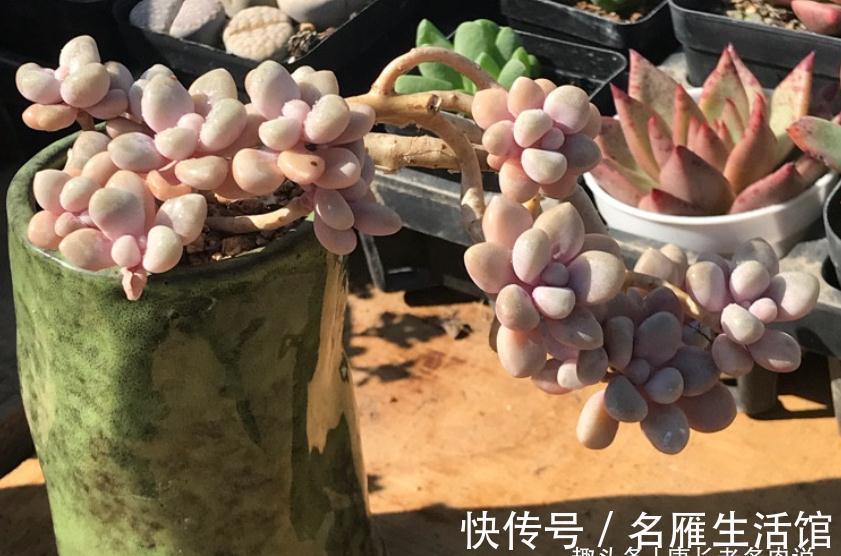 将徒长的多肉重新养好？不是不可能，只要如此操作且多点耐心就行