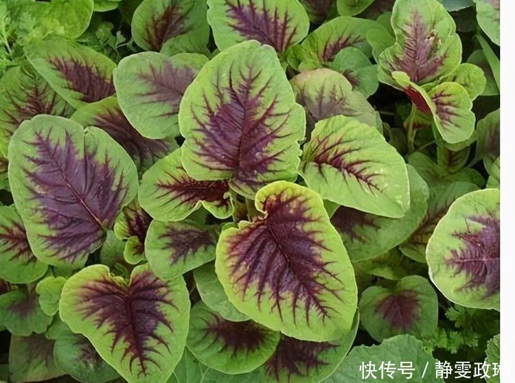 健康长寿|女性不愿变黄脸婆,推荐多吃3种食物,营养丰富,早吃早好