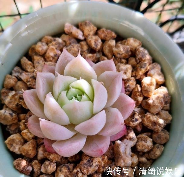 板结|它不死已经给你面子了,多肉不换土,你是想在水泥地养多肉