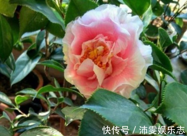 棵棵|1种花，比牡丹还美，比绿萝还好养，棵棵开满枝头！