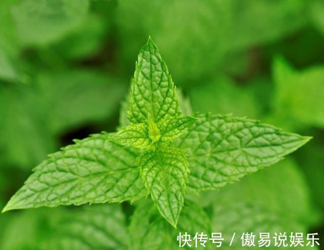 柠檬薄荷|如何在家种植能够食用的薄荷