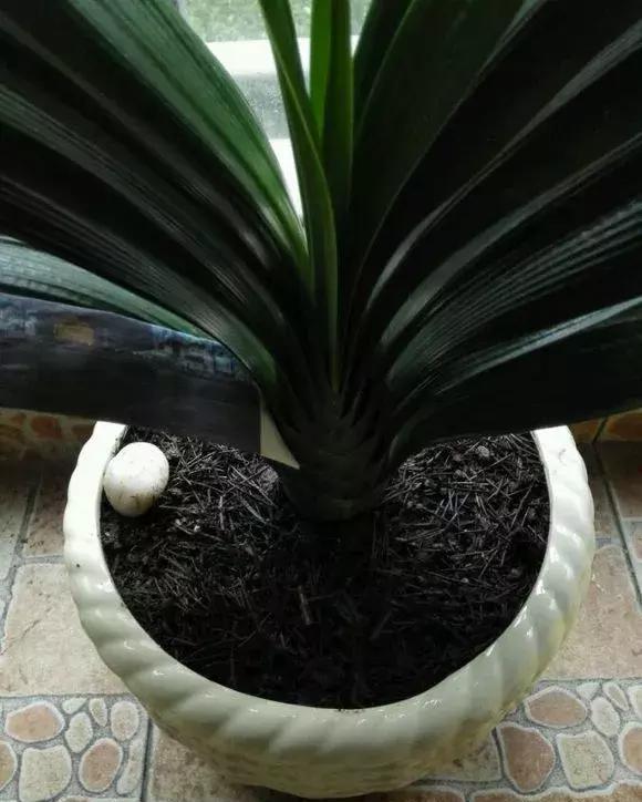 君子兰一点不长，两种傻瓜肥一上，网友养3月像养3年