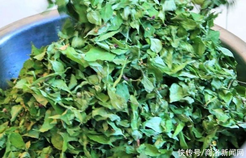 神仙叶叶凉粉|山阳：神仙叶叶凉粉