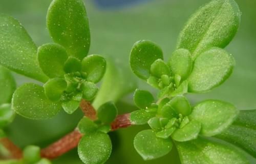 养生|秋天减肥排毒晚上多吃3种食物，美容养生，延缓衰老，早吃早好！