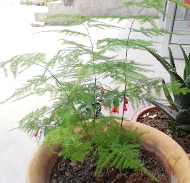 超耐阴的文竹,3个小手段,养成绿油油的小森林!