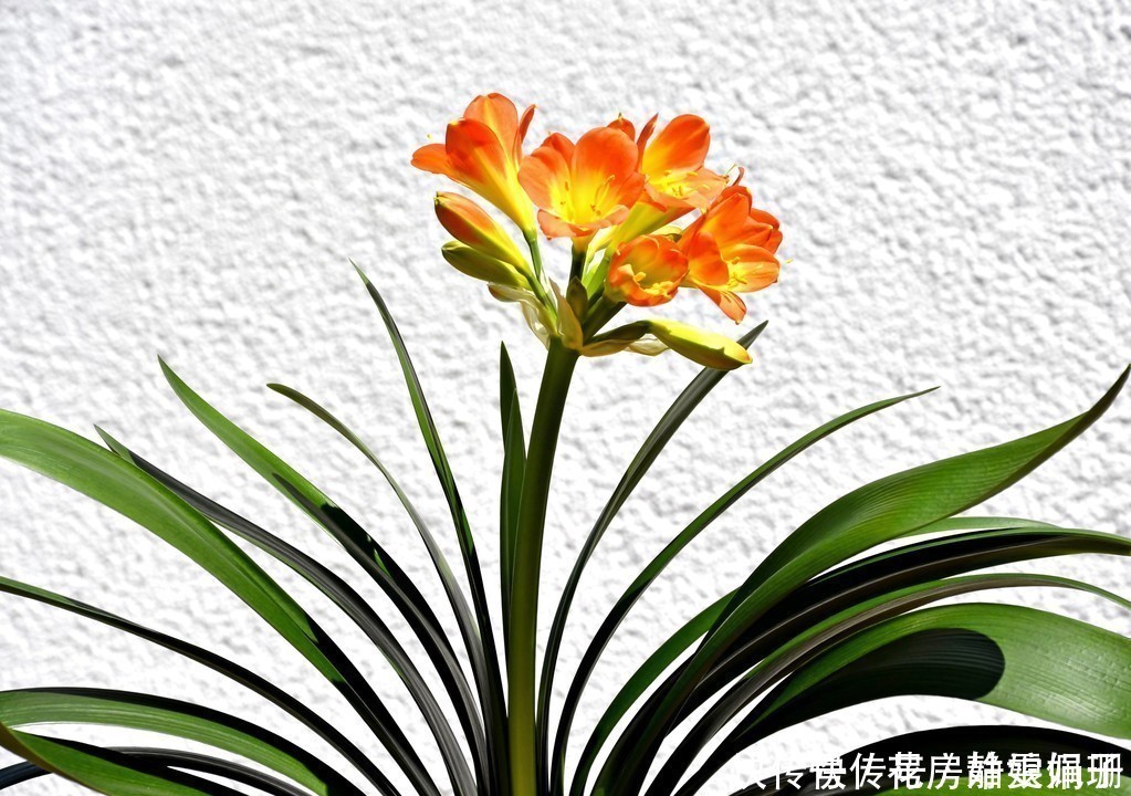 花中君子|叶纹深,品相好,年年花开,花中君子需要这么来养护