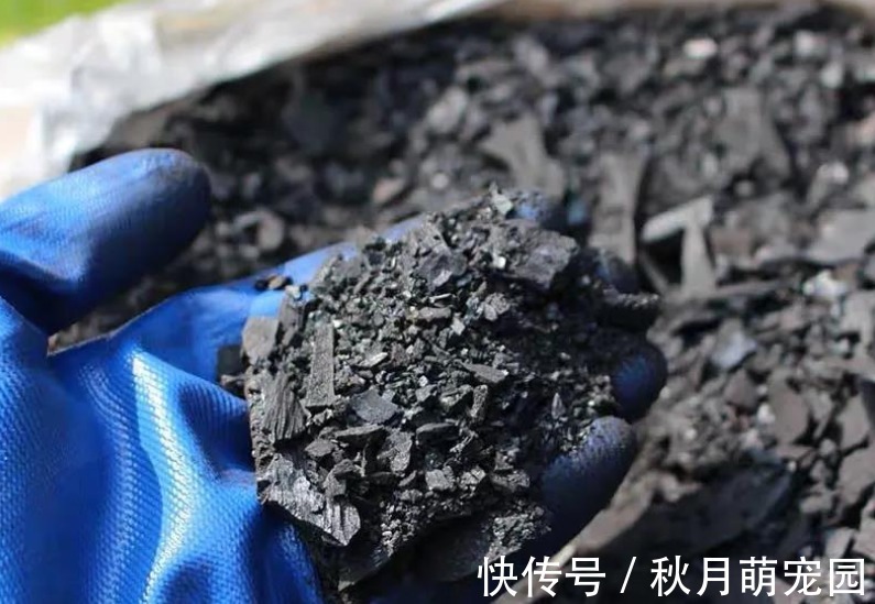 细数木炭养花,至少有4大好处,养啥旺啥