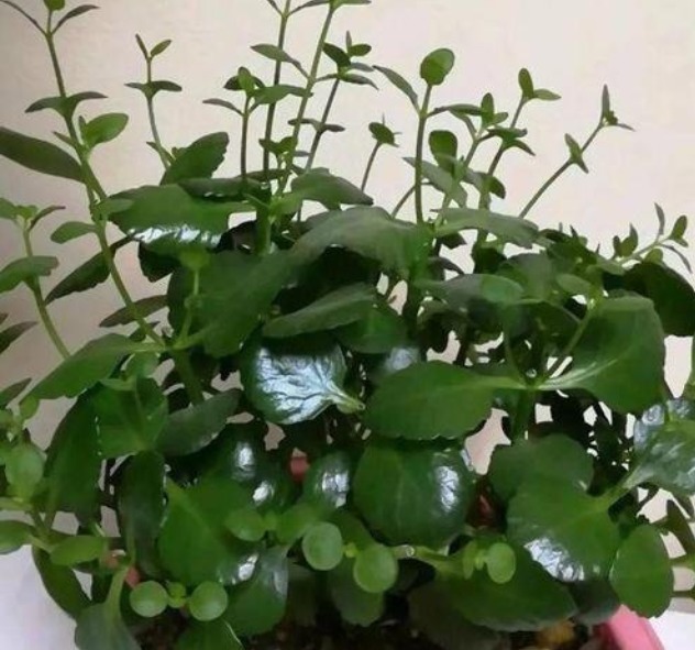 长寿花徒长不开花给你支一招,分分钟美回来!