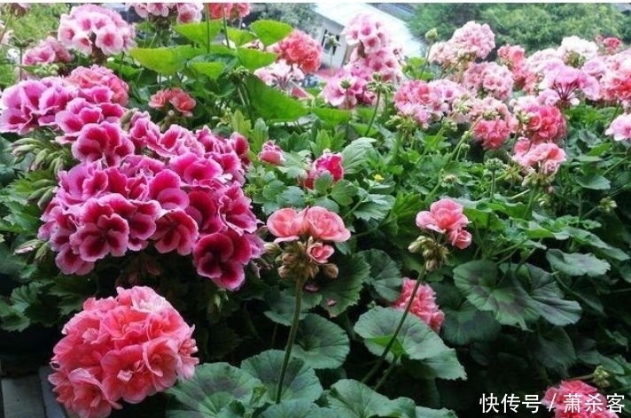 4种花养家里,满屋飘香,好养又漂亮,爆起盆阳台美成“花海”!