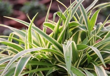 花卉|家里花太多养不过来？试试4种花，不用精心打理也能爆盆