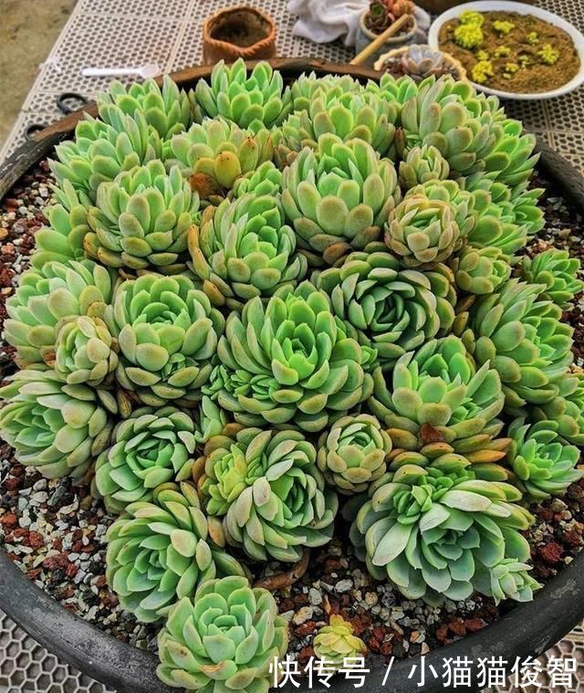 多肉为什么有时候很好养,有时候就养不活