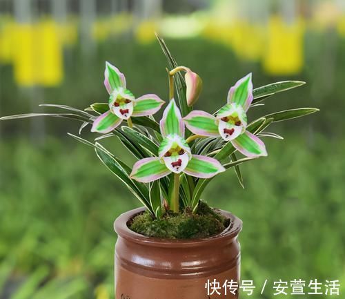 此兰花是矮种“帝王”，花色罕见，叶带金边线艺，曾一苗难求的