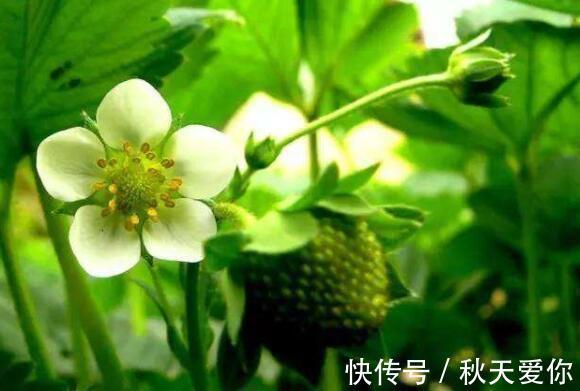 养花|喜欢养花，就养这几款，花开满院飘香，花朵妖绝迷人