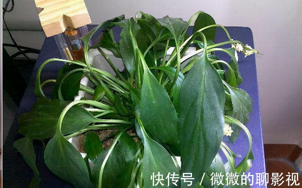 网传3大错误养花技巧，阳台客厅都不同，南北差异就更大