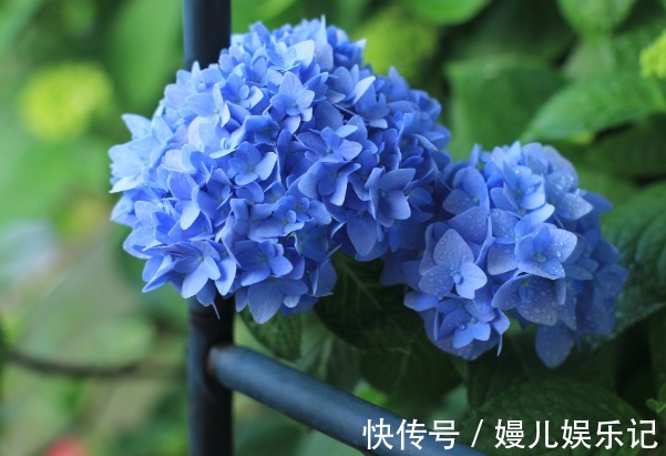 庭院|农历6月11该养什么花？这些花最适宜，颜色多而艳丽，最适合庭院