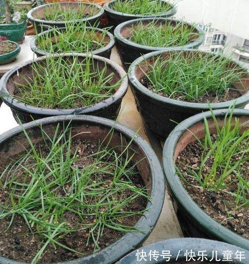栽种|5步教你盆栽韭菜,根根粗壮“像小葱”,过年割了,包饺子