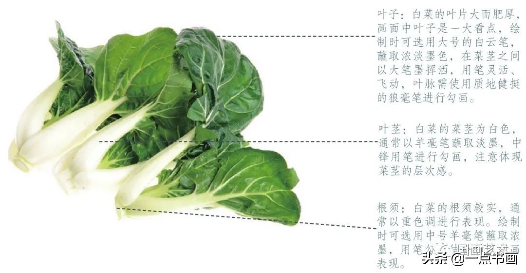 一步一步学画水墨大白菜