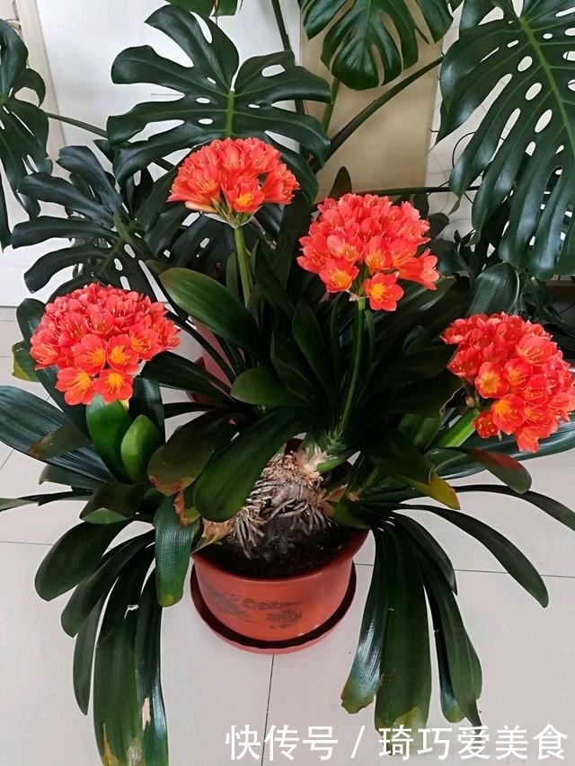 君子兰肥足长得壮,4种“肥水”轮着浇,10枝花箭一起蹿出来