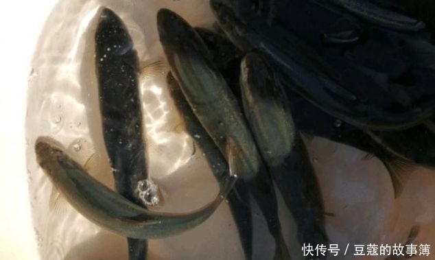 鱼鳞|世界上最古老的鱼类，深山老林才有，鱼鳞好吃，鱼肉自带香味