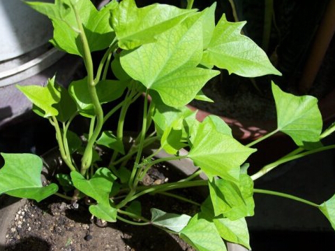 番薯叶|此野菜被人叫做“蔬菜皇后”,以前用来喂猪,现在价值很高