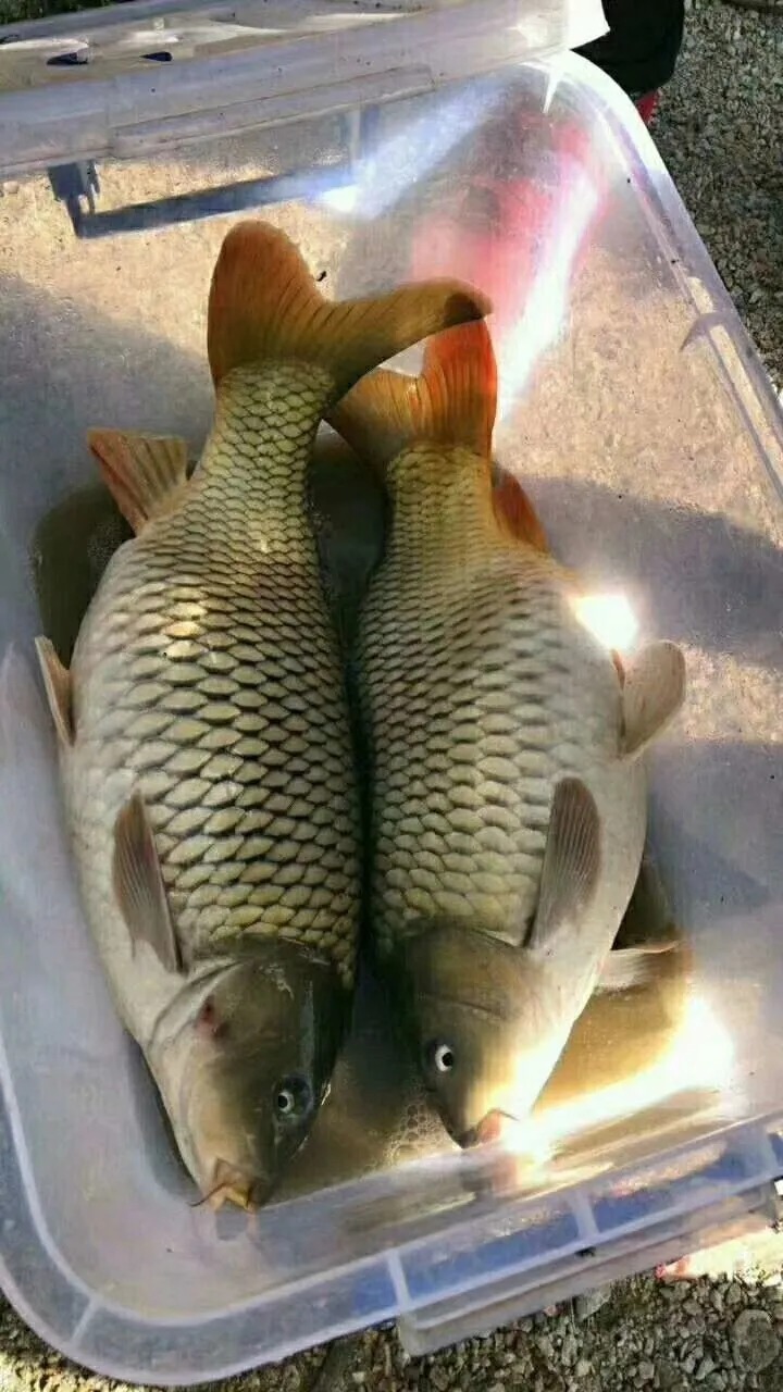 秋季钓鲫鱼,自制饵料配方送给你,告别空军很轻松!