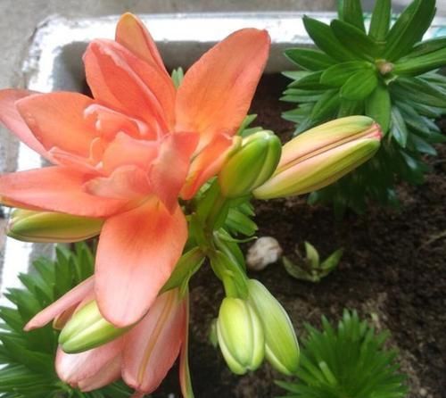  很漂亮|零差评的4种花，花朵很漂亮，四季开花，养护容易