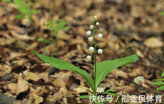 今年养花,一定不能错过这种花卉,花量巨大,气味香甜,非常漂亮