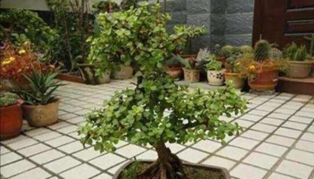 整形|养金枝玉叶,怎样修剪、整形,才能把它打造成更美观的盆景