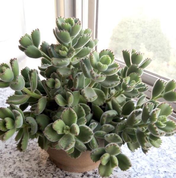 养殖多肉熊童子，盆栽谨记''3重点''，枝繁叶茂、爪子上色快