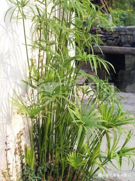 这五种喜欢水的植物,随便浇水都不怕,适合新手养